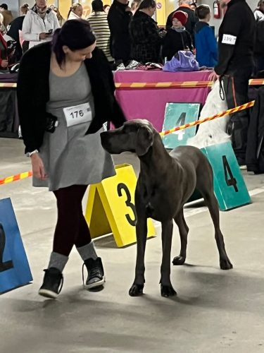 Tuuloksen ja Kihniön näyttelytulokset